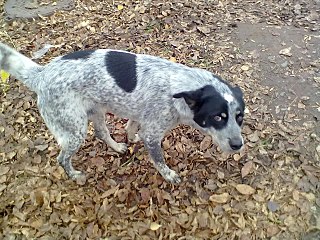 click for enlarge 1280 X 960 354.6 Kb picture