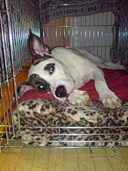 click for enlarge 1536 X 2048 771.0 Kb picture