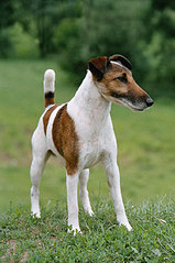 click for enlarge 283 X 425 29.5 Kb picture