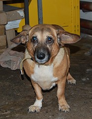 click for enlarge 1041 X 1340 245.0 Kb picture