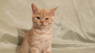 click for enlarge 1920 X 1080 642.3 Kb picture