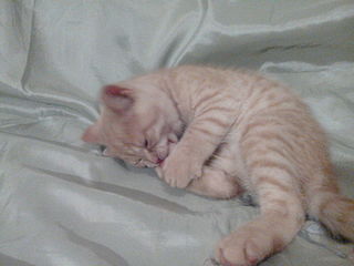 click for enlarge 1920 X 1440 289.9 Kb picture