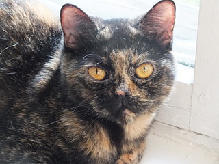 click for enlarge 1920 X 1440 566.8 Kb picture