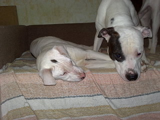 click for enlarge 1920 X 1440 422.5 Kb picture