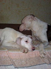 click for enlarge 1920 X 2560 559.4 Kb picture