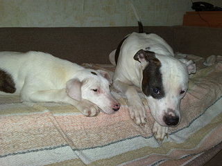 click for enlarge 1920 X 1440 384.8 Kb picture