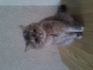 click for enlarge 1920 X 1440 592.9 Kb picture