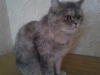 click for enlarge 1920 X 1440 582.0 Kb picture