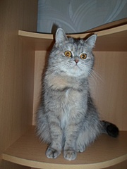 click for enlarge 768 X 1024 138.2 Kb picture