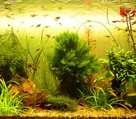 click for enlarge 993 X 872 495.4 Kb picture