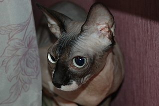 click for enlarge 1920 X 1276 112.3 Kb picture