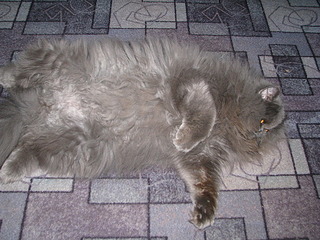 click for enlarge 600 X 450 95.7 Kb picture