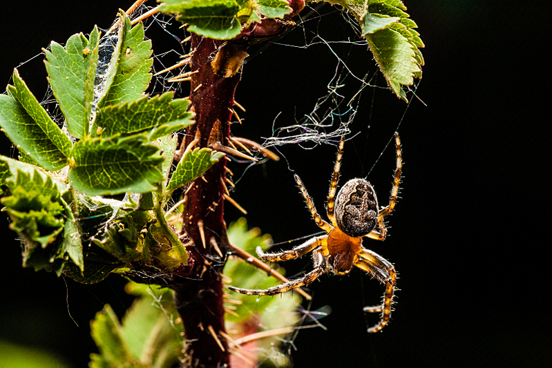 click for enlarge 1600 X 1067 251.7 Kb picture