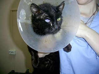 click for enlarge 807 X 605  57.7 Kb picture