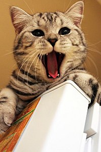 click for enlarge 402 X 604 47.6 Kb picture