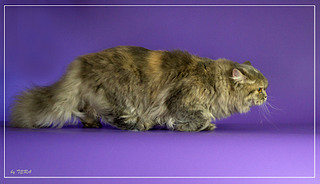 click for enlarge 1918 X 1104 547.3 Kb picture