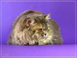 click for enlarge 1919 X 1440 808.5 Kb picture