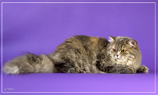 click for enlarge 1919 X 1152 716.3 Kb picture