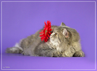 click for enlarge 1919 X 1409 815.6 Kb picture