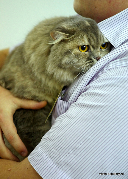 click for enlarge 531 X 740 135.6 Kb picture