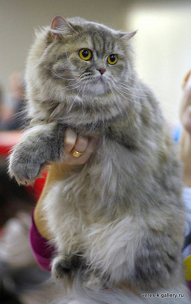 click for enlarge 466 X 740  97.0 Kb picture