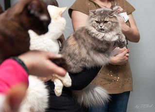 click for enlarge 600 X 436 70.4 Kb picture