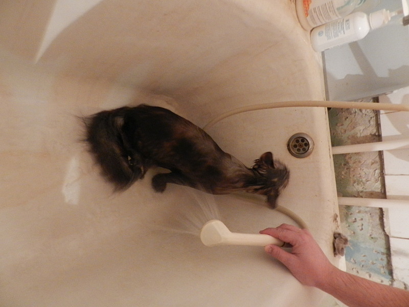 click for enlarge 1920 X 1440 427.1 Kb picture