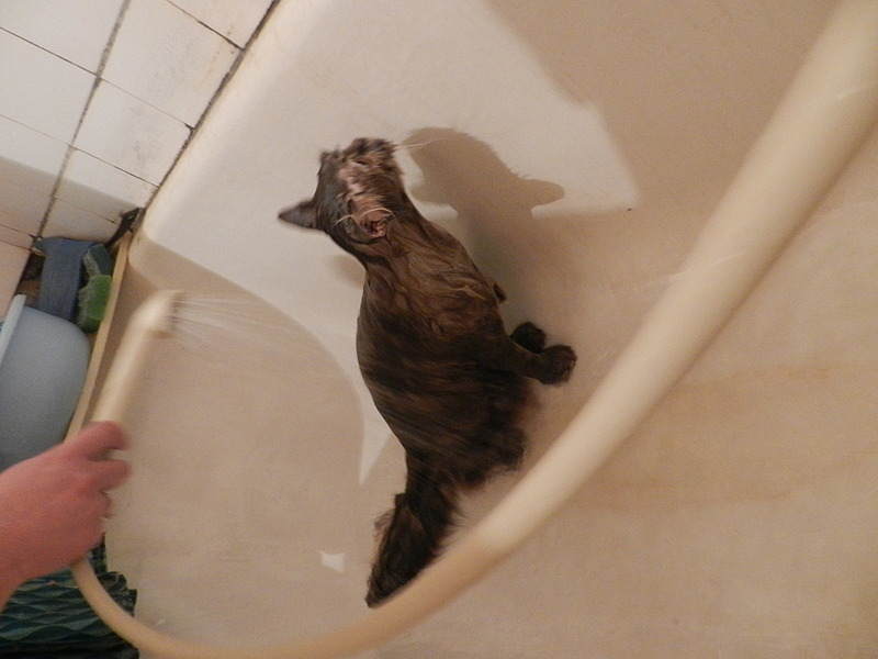 click for enlarge 1920 X 1440 418.3 Kb picture