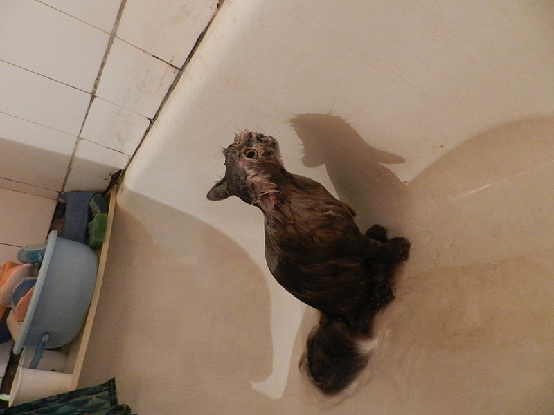 click for enlarge 1920 X 1440 431.7 Kb picture