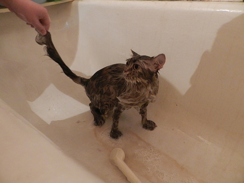 click for enlarge 1920 X 1440 431.9 Kb picture