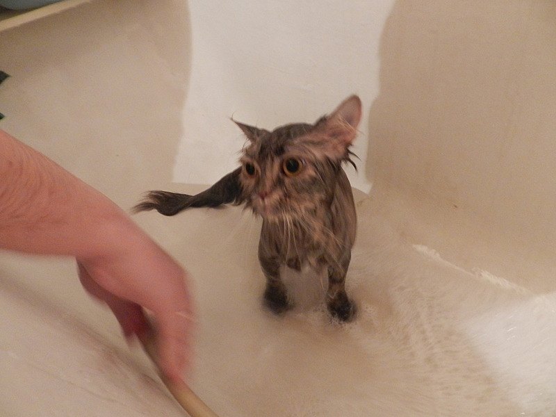 click for enlarge 1920 X 1440 404.7 Kb picture