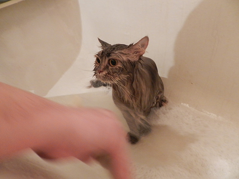 click for enlarge 1920 X 1440 410.4 Kb picture