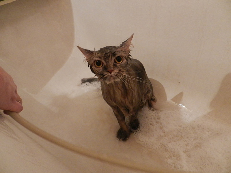 click for enlarge 1920 X 1440 425.5 Kb picture