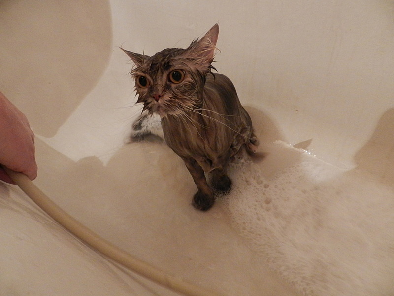 click for enlarge 1920 X 1440 428.4 Kb picture