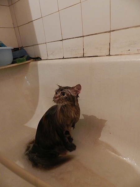 click for enlarge 1920 X 2560 968.6 Kb picture