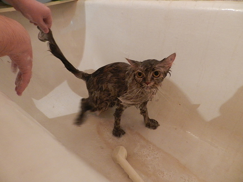 click for enlarge 1920 X 1440 423.8 Kb picture