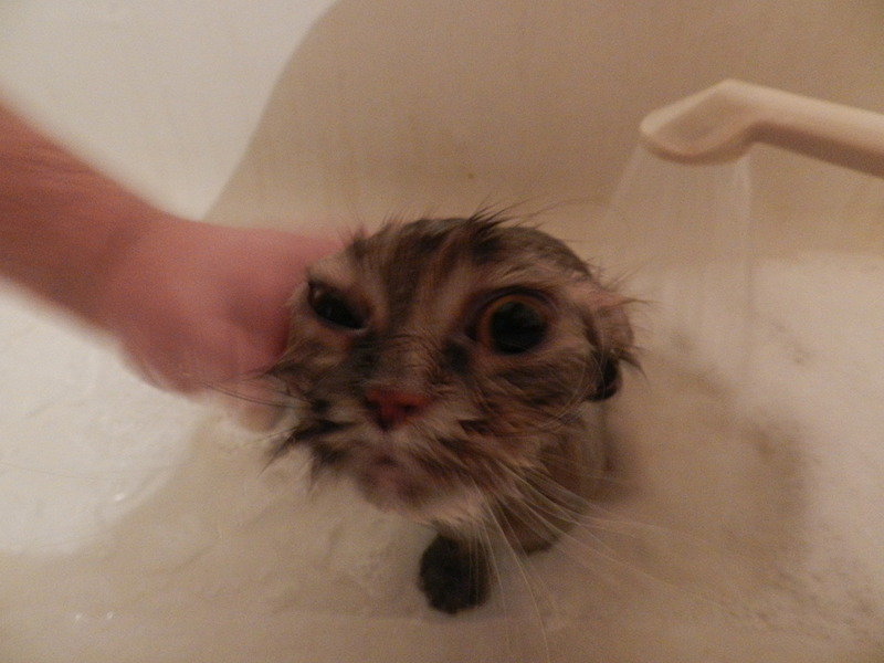 click for enlarge 1920 X 1440 416.5 Kb picture