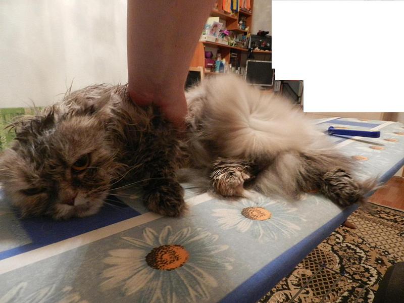 click for enlarge 1920 X 1440 225.8 Kb picture