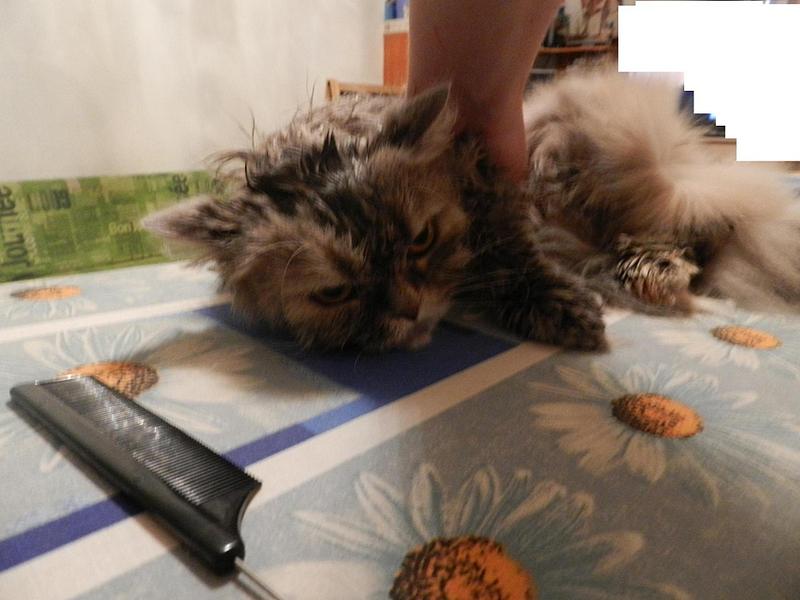 click for enlarge 1920 X 1440 187.8 Kb picture