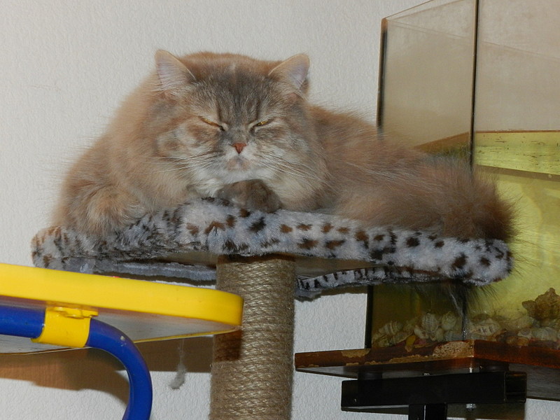 click for enlarge 1920 X 1440 458.0 Kb picture