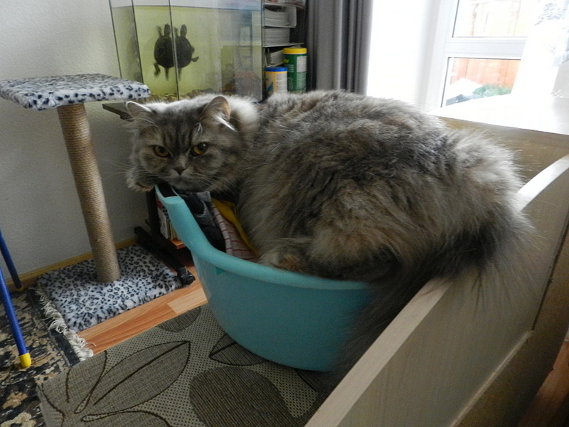 click for enlarge 1920 X 1440 494.1 Kb picture