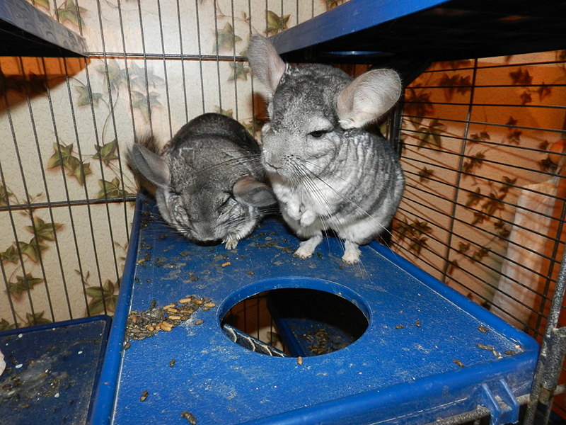 click for enlarge 1920 X 1440 547.7 Kb picture