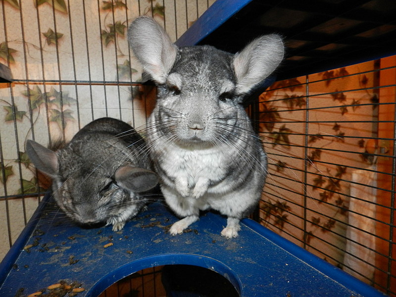 click for enlarge 1920 X 1440 540.0 Kb picture