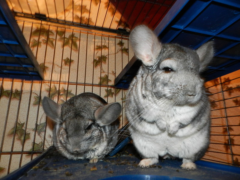 click for enlarge 1920 X 1440 513.0 Kb picture