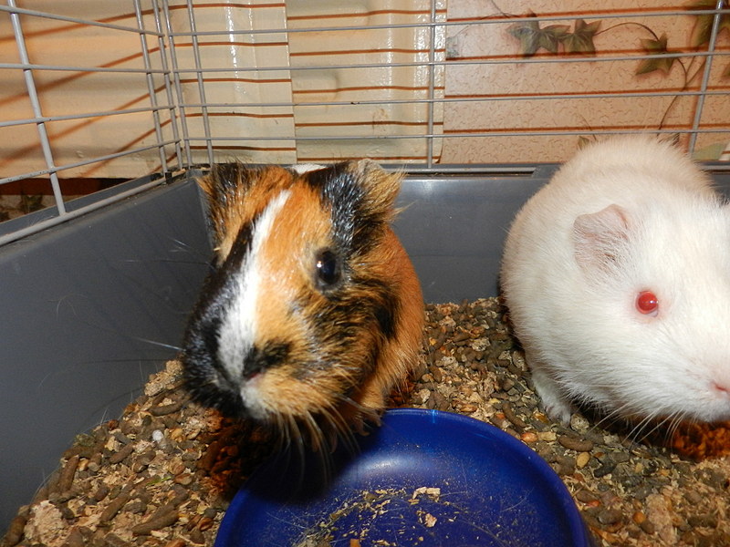 click for enlarge 1920 X 1440 535.3 Kb picture