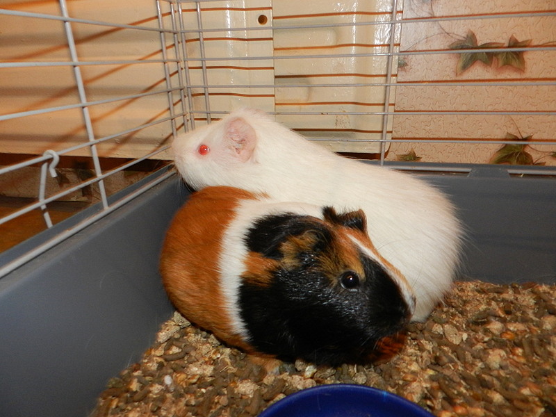 click for enlarge 1920 X 1440 532.1 Kb picture