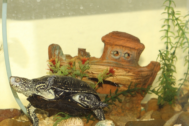 click for enlarge 1920 X 1280 973.8 Kb picture