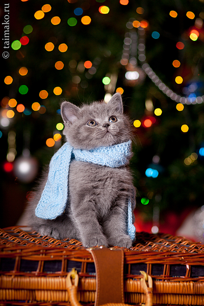 click for enlarge 1000 X 1500 205.5 Kb picture