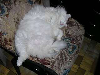 click for enlarge 500 X 375 20.5 Kb picture