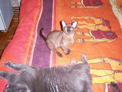 click for enlarge 1008 X 768 232.9 Kb picture